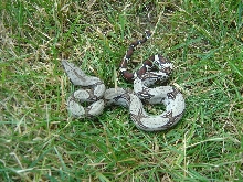 Peruvian boa