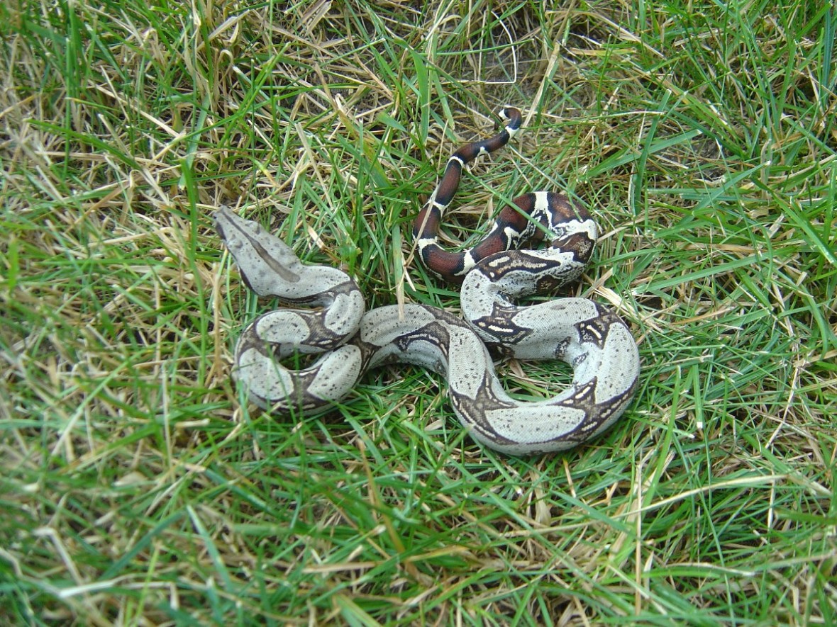 Peruvian boa