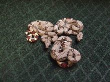 Peruvian boas