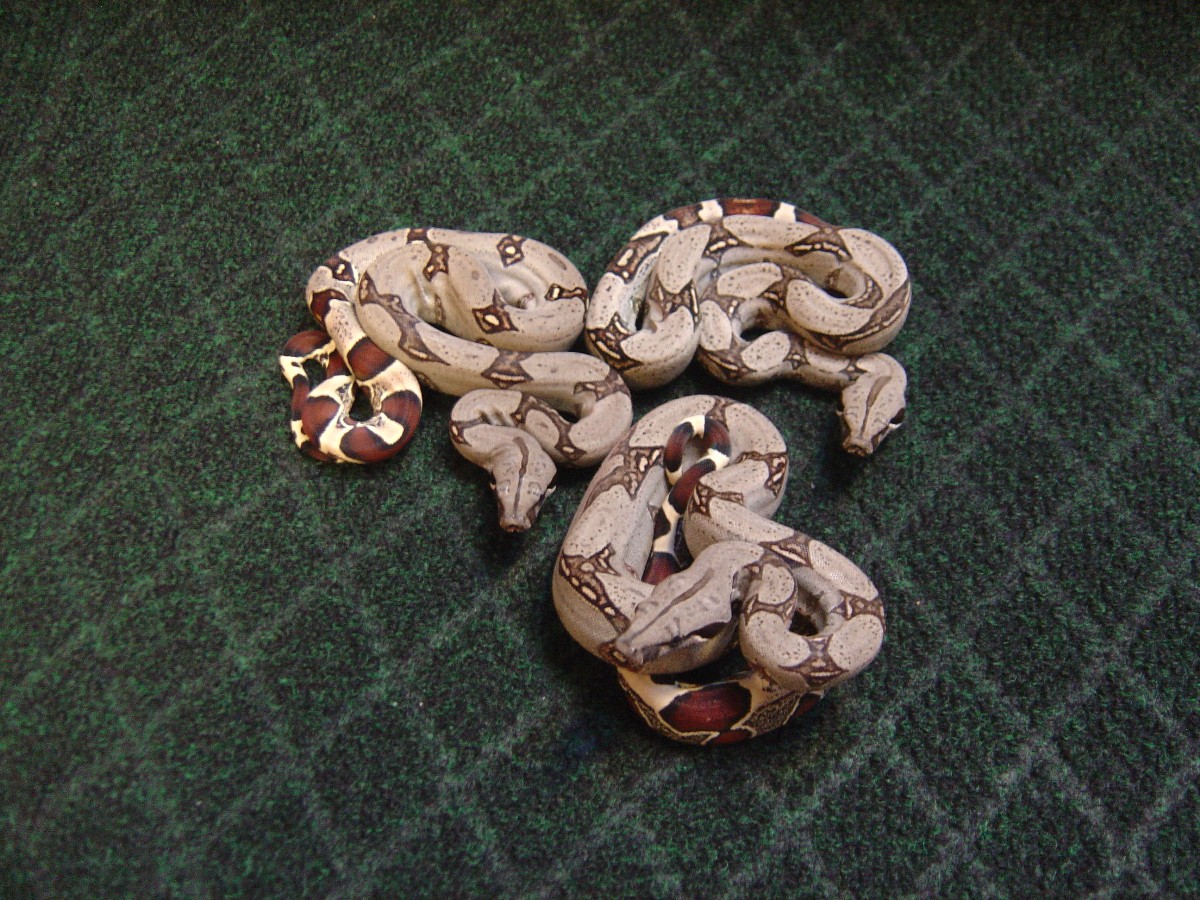 Peruvian boas