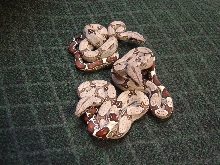 Peruvian boa