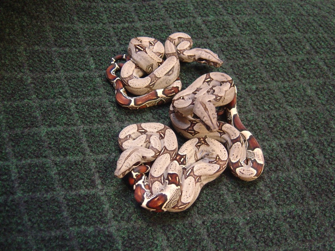 Peruvian boa