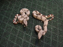 Peruvian boas