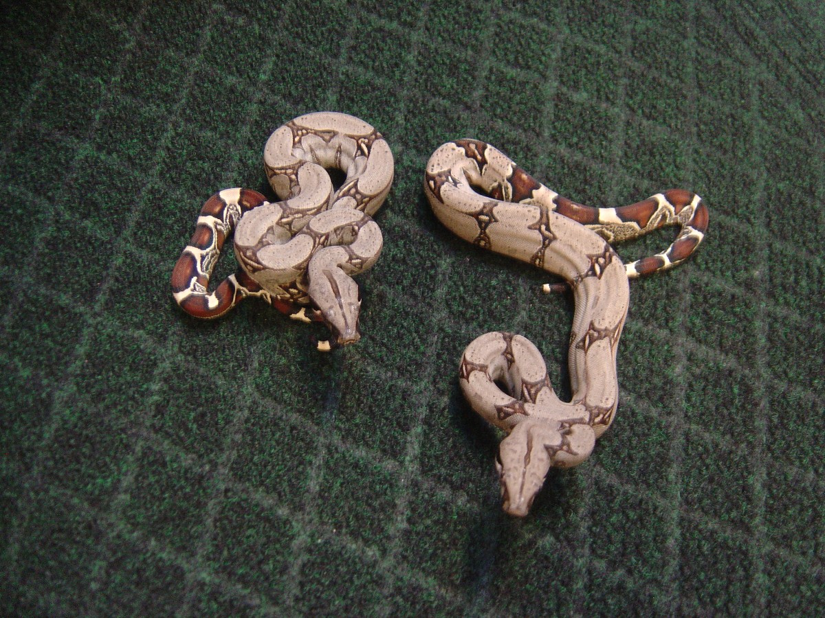 Peruvian boas