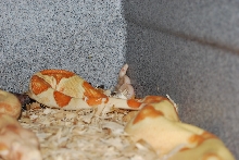 09 Sunglow Motley litter