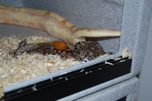 Dbl Het Albino  Arabesque Squaretail litter