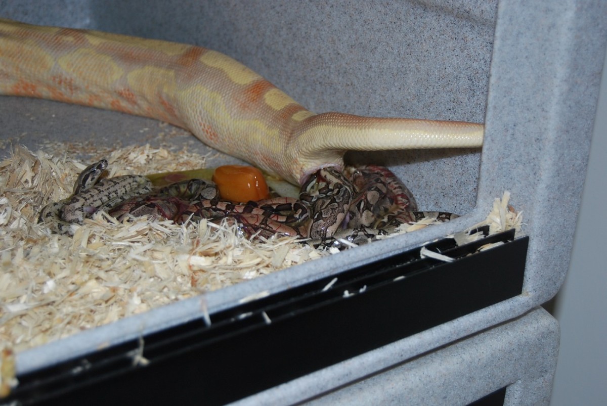 Dbl Het Albino  Arabesque Squaretail litter