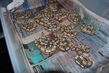 Dbl Het Albino Arabesque Squaretail litter