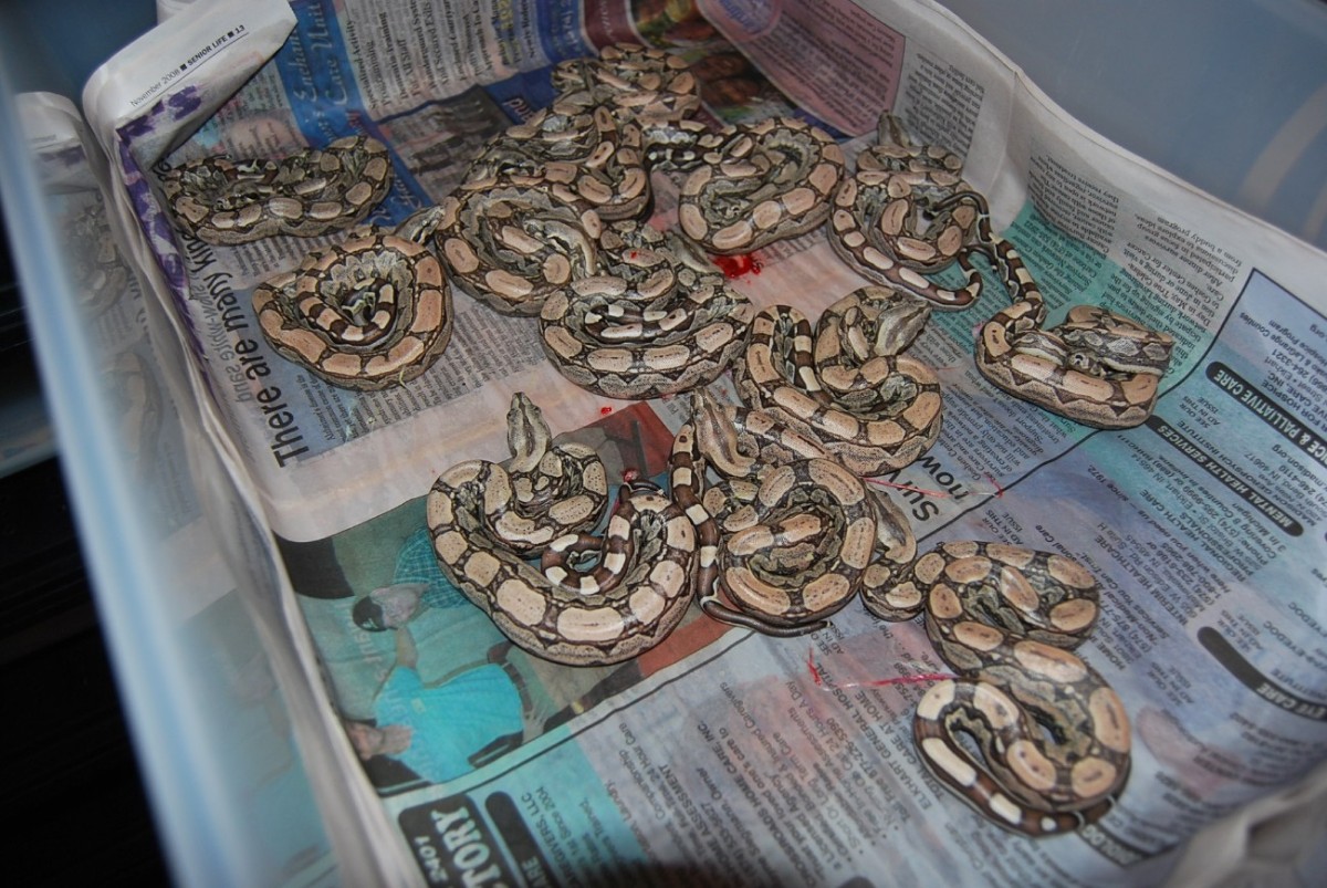 Dbl Het Albino Arabesque Squaretail litter