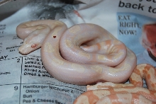09 Sunglow Motley litter