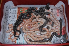 09 Sunglow Motley litter