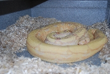 Albino Arabesque X ??