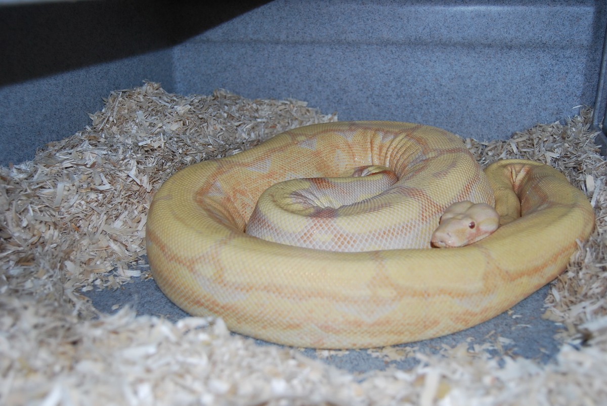 Albino Arabesque X ??