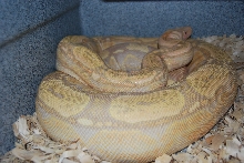 Albino Arabesque het Snow X Moonglow