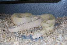 Snow X Hypo Arabesque het Albino
