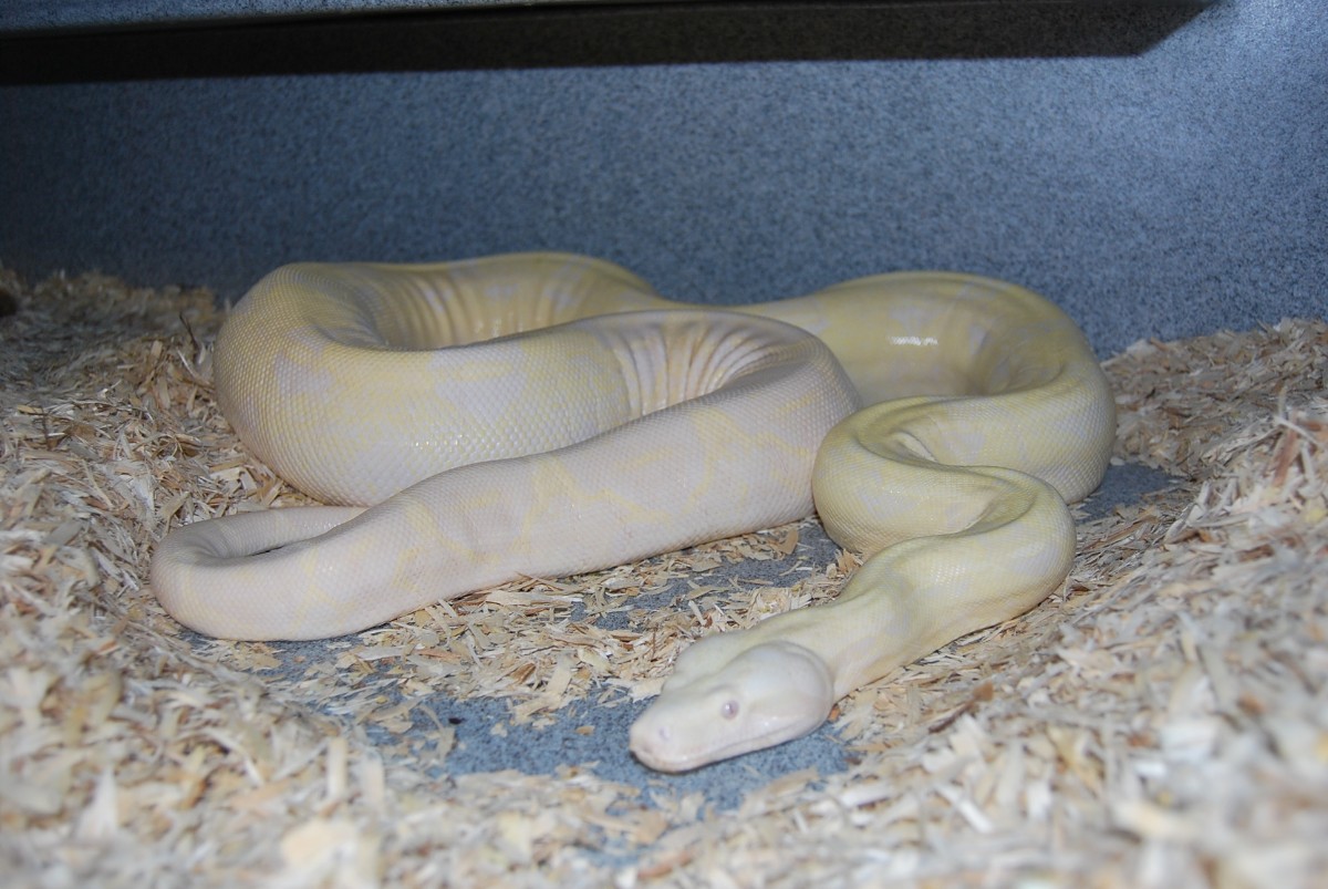 Snow X Hypo Arabesque het Albino