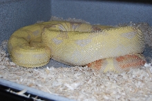 Albino x Hypo Jungle het Albino