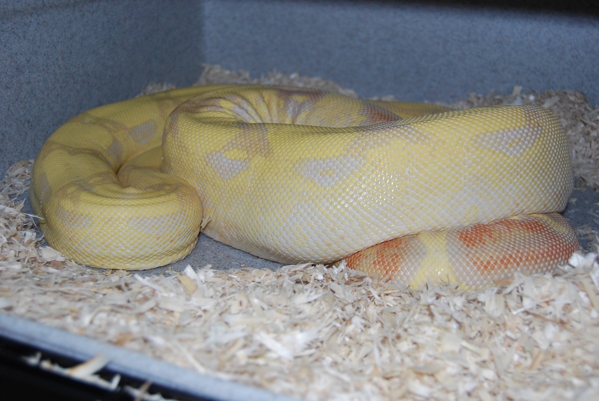 Albino x Hypo Jungle het Albino