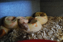 Sunglow X Motley het Albino
