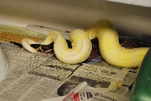 Moonglow surprise