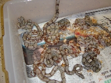 Hypo possible jungles