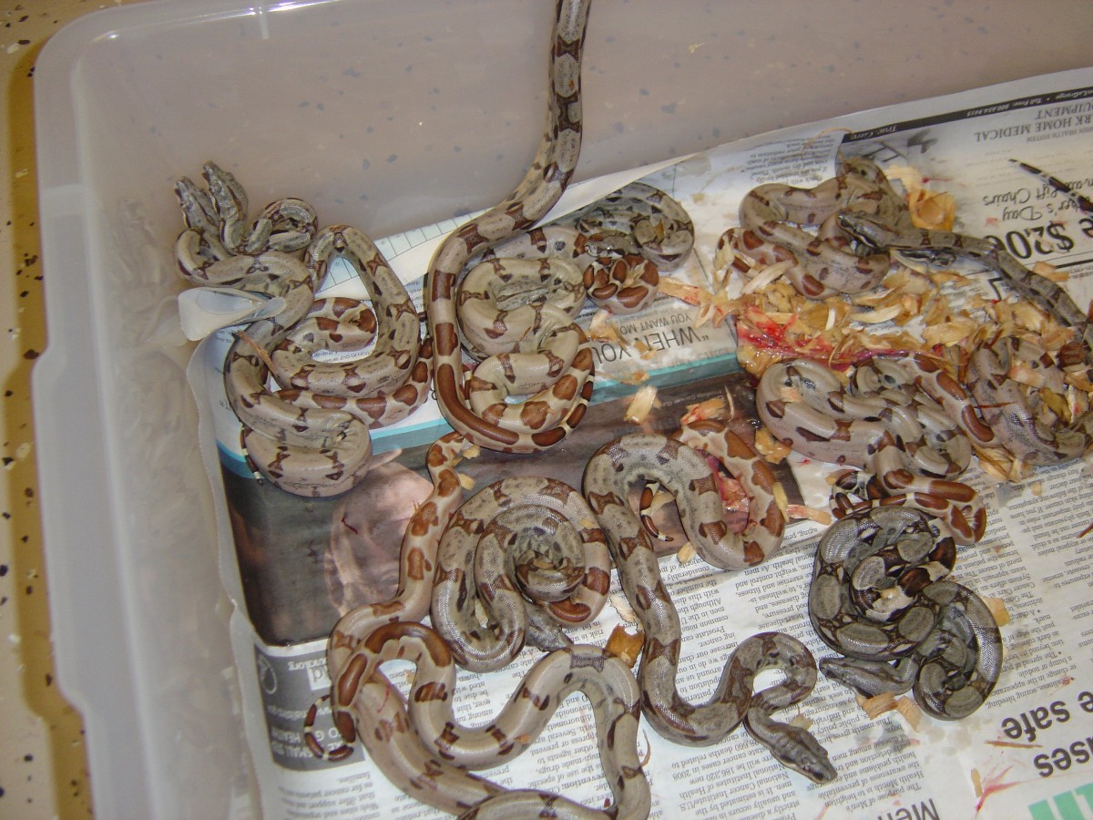 Hypo possible jungles