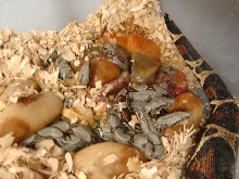 Peruvian litter