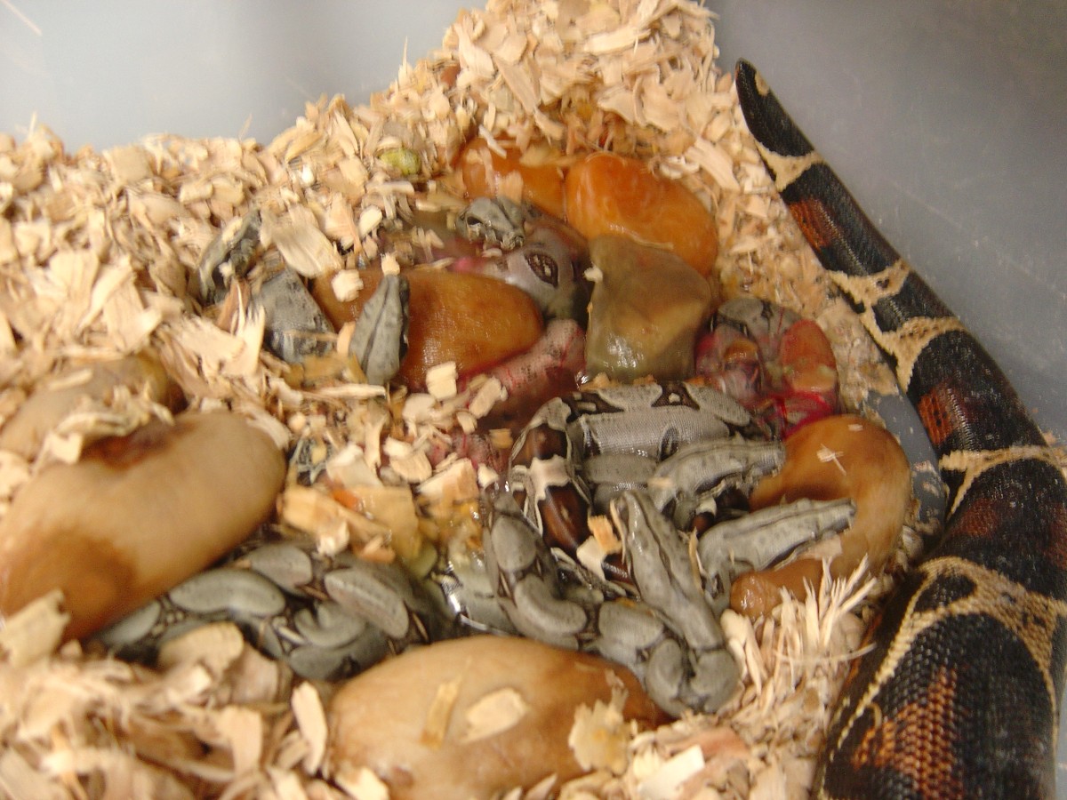 Peruvian litter