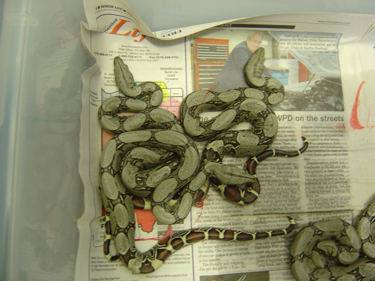Peruvian litter