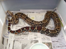 Guyana male