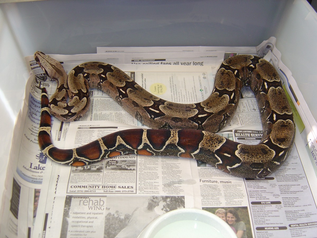 Guyana male