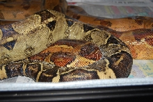 Poss Snows & Moonglow litter