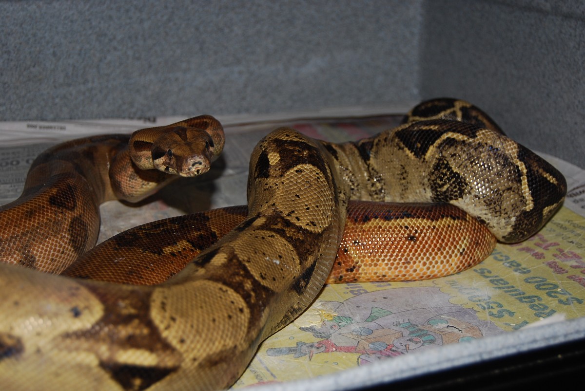Poss Snows & Moonglow litter