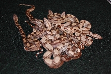 Motley litter