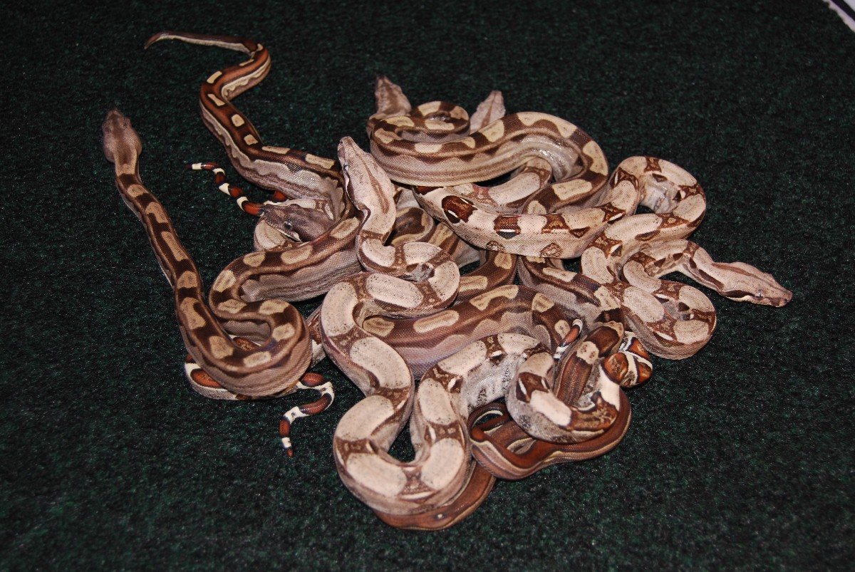 Motley litter
