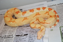07 Squaretail Albino