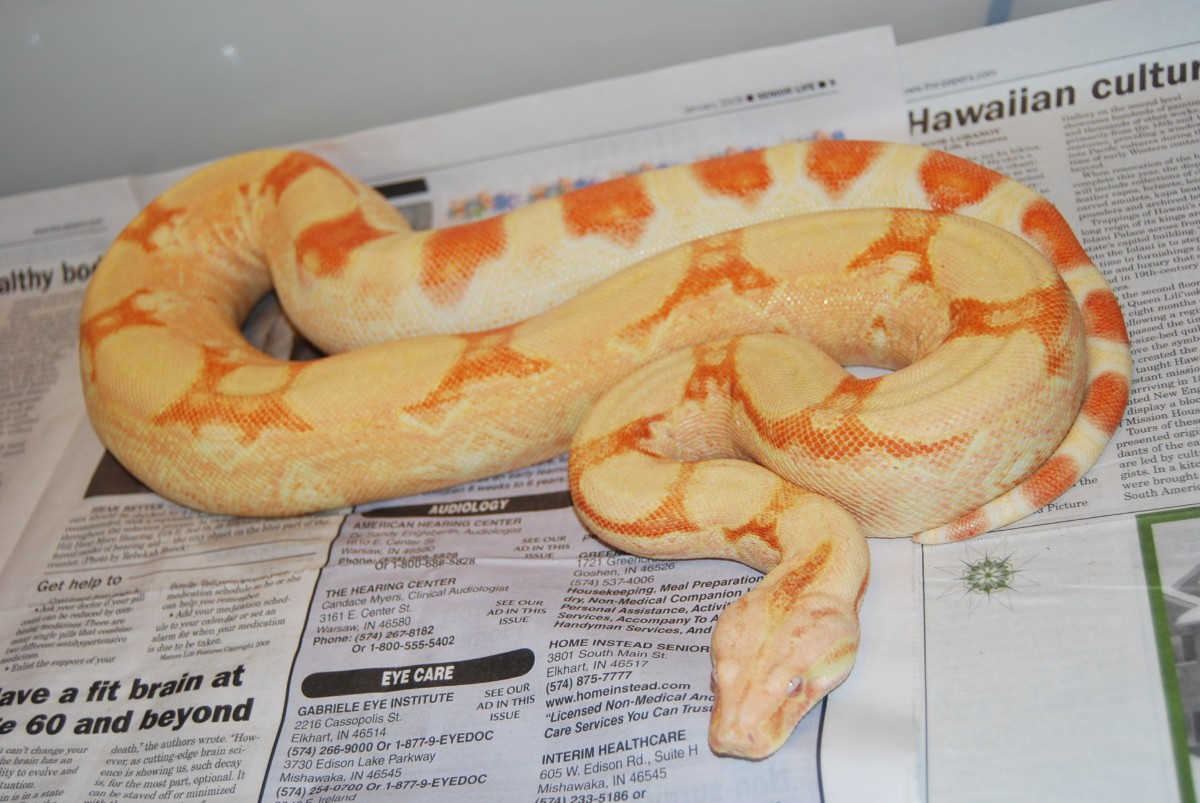 07 Squaretail Albino