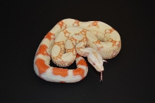 08 Albino Jungle het Anery