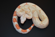 08 Albino Jungle het Anery