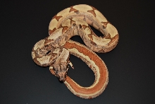 08 Hypo Jungle het Anery