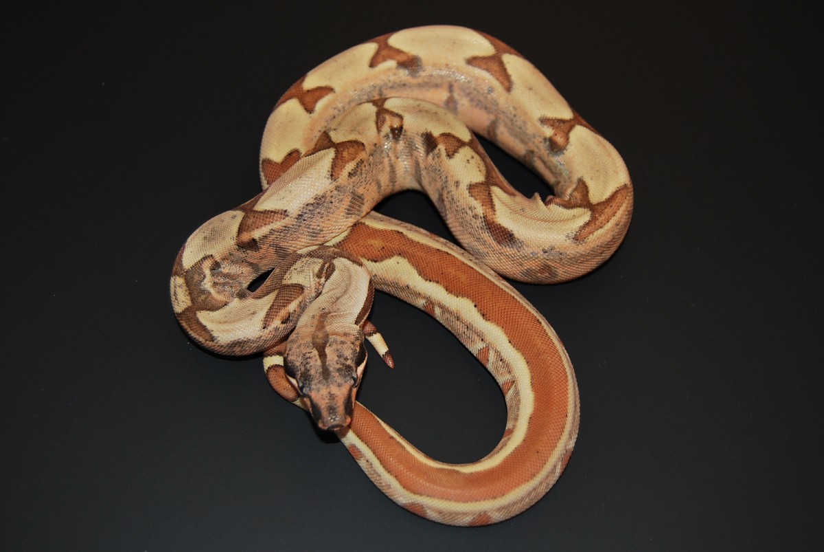 08 Hypo Jungle het Anery