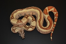 08 Hypo Jungle het Anery