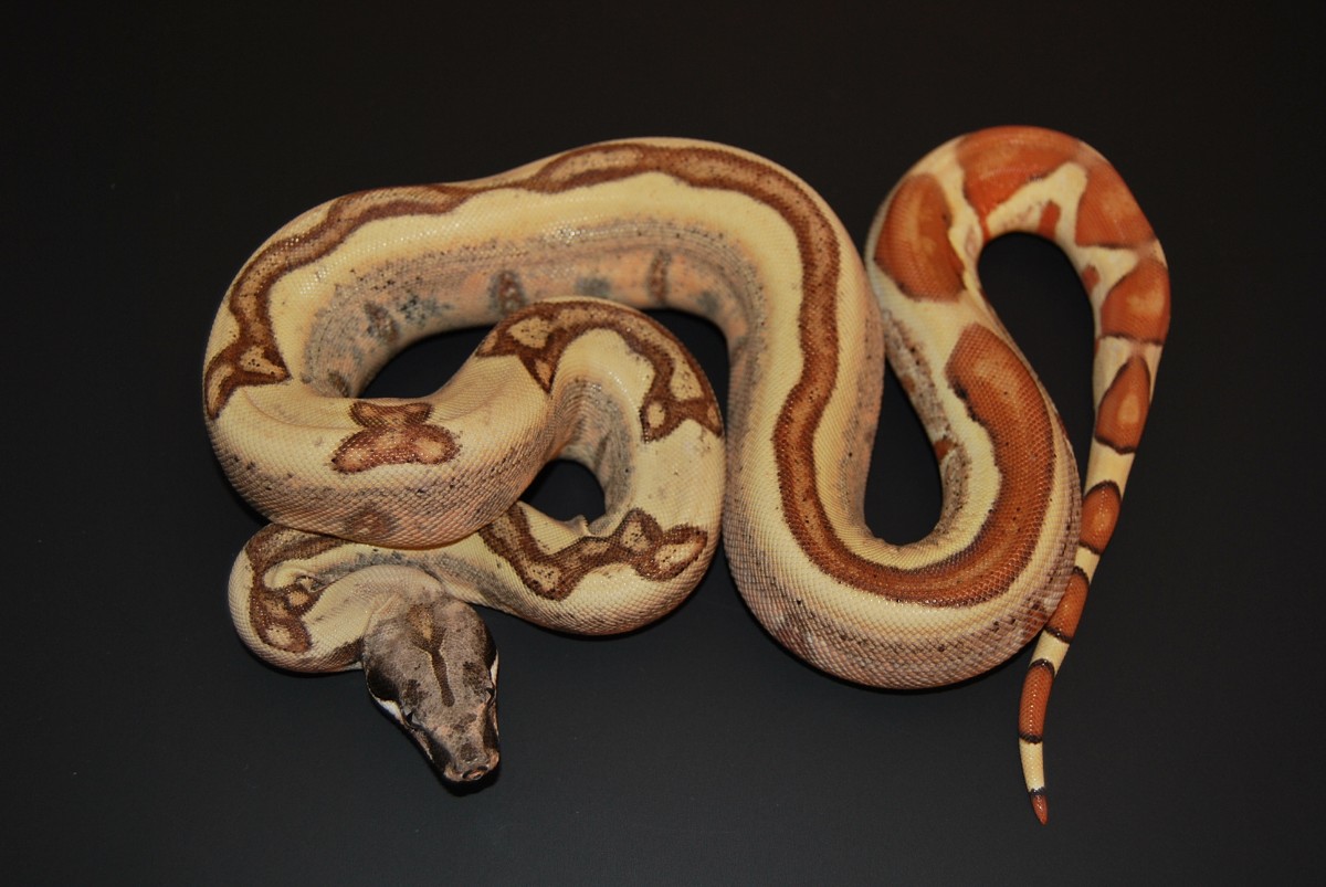 08 Hypo Jungle het Anery