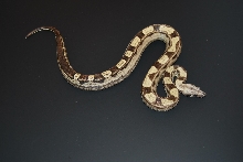 08 Motley het Albino
