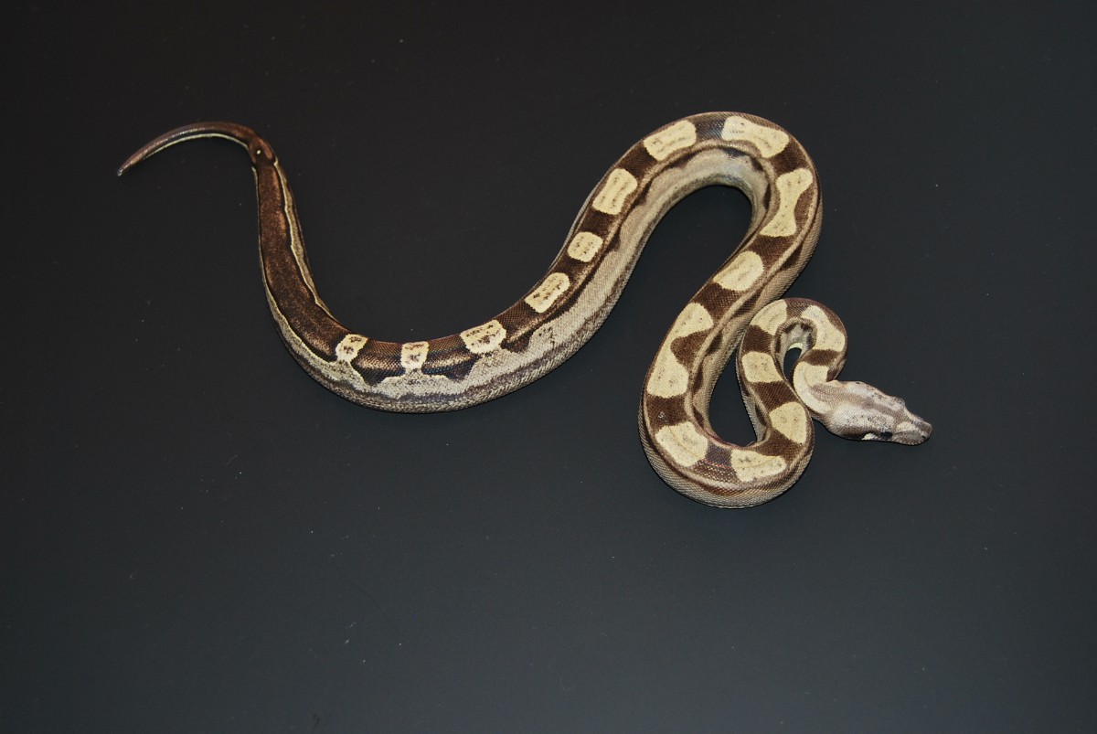 08 Motley het Albino