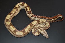 08 Motley het Albino