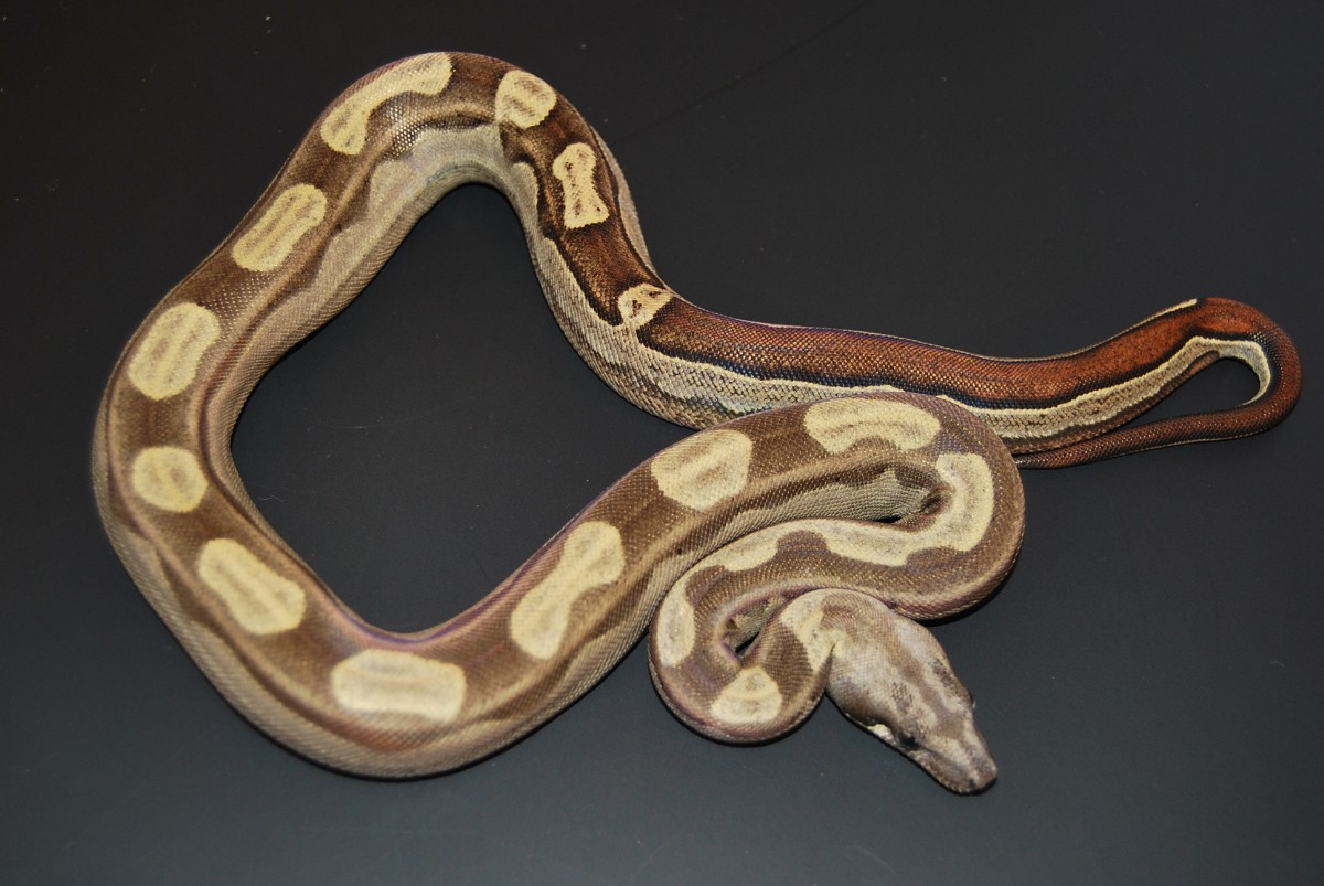 08 Motley het Albino
