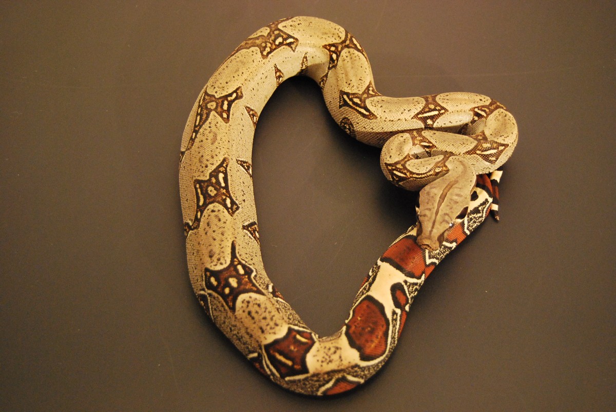 08 Peruvian