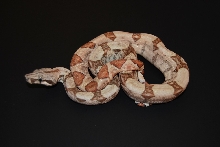 08 Hypo Hogg