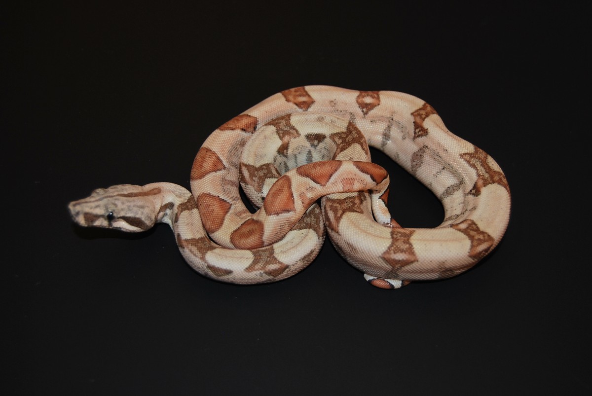 08 Hypo Hogg